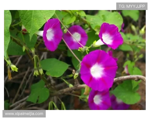 开运登录带你开启吉祥新生活提升运势的最佳登录指南 开运登录带你开启吉祥新生活提升运势的最佳登录指南